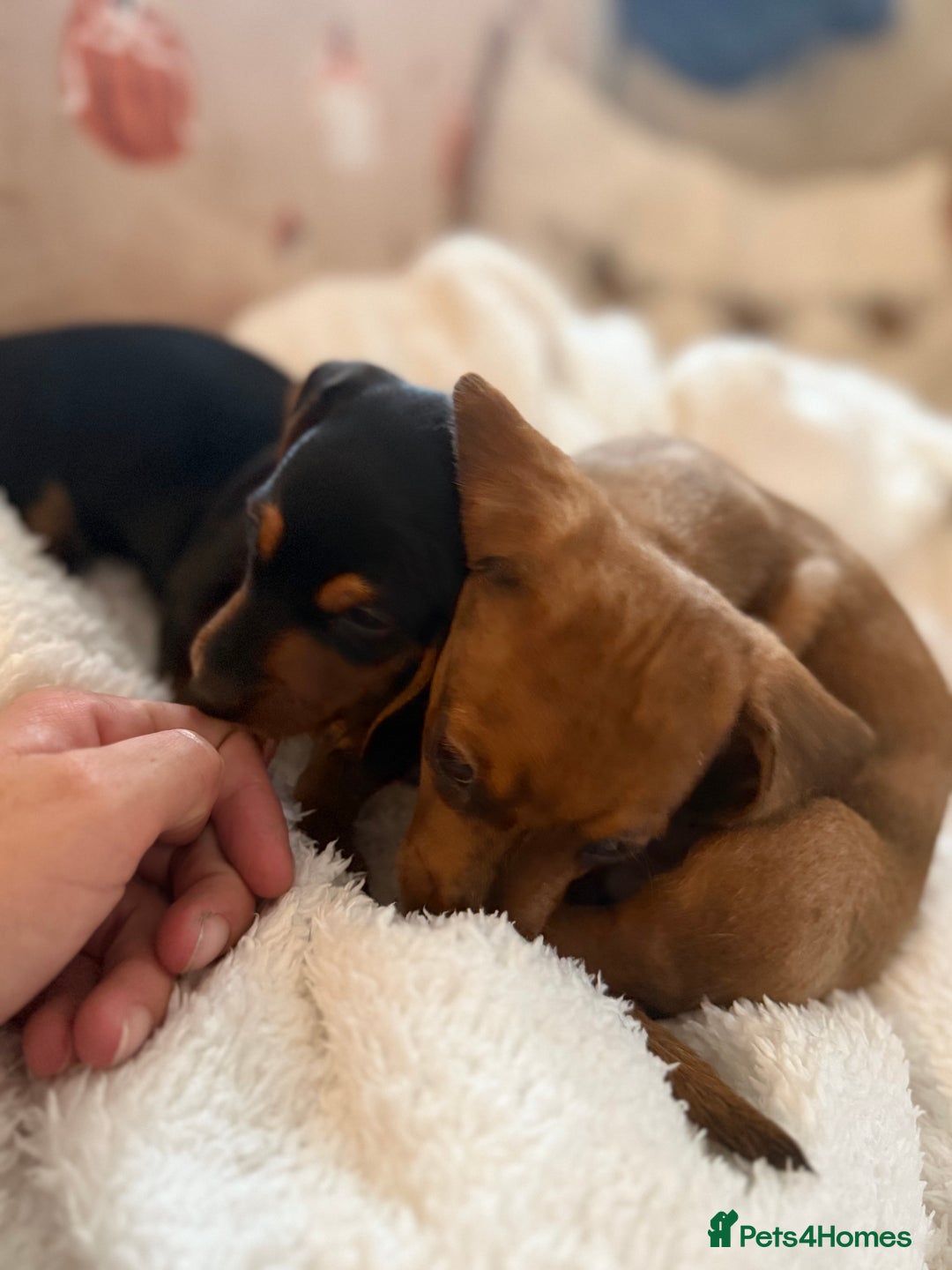Miniature Dachshund dogs for sale: Top quality Miniature dachshund puppies. - Image 3