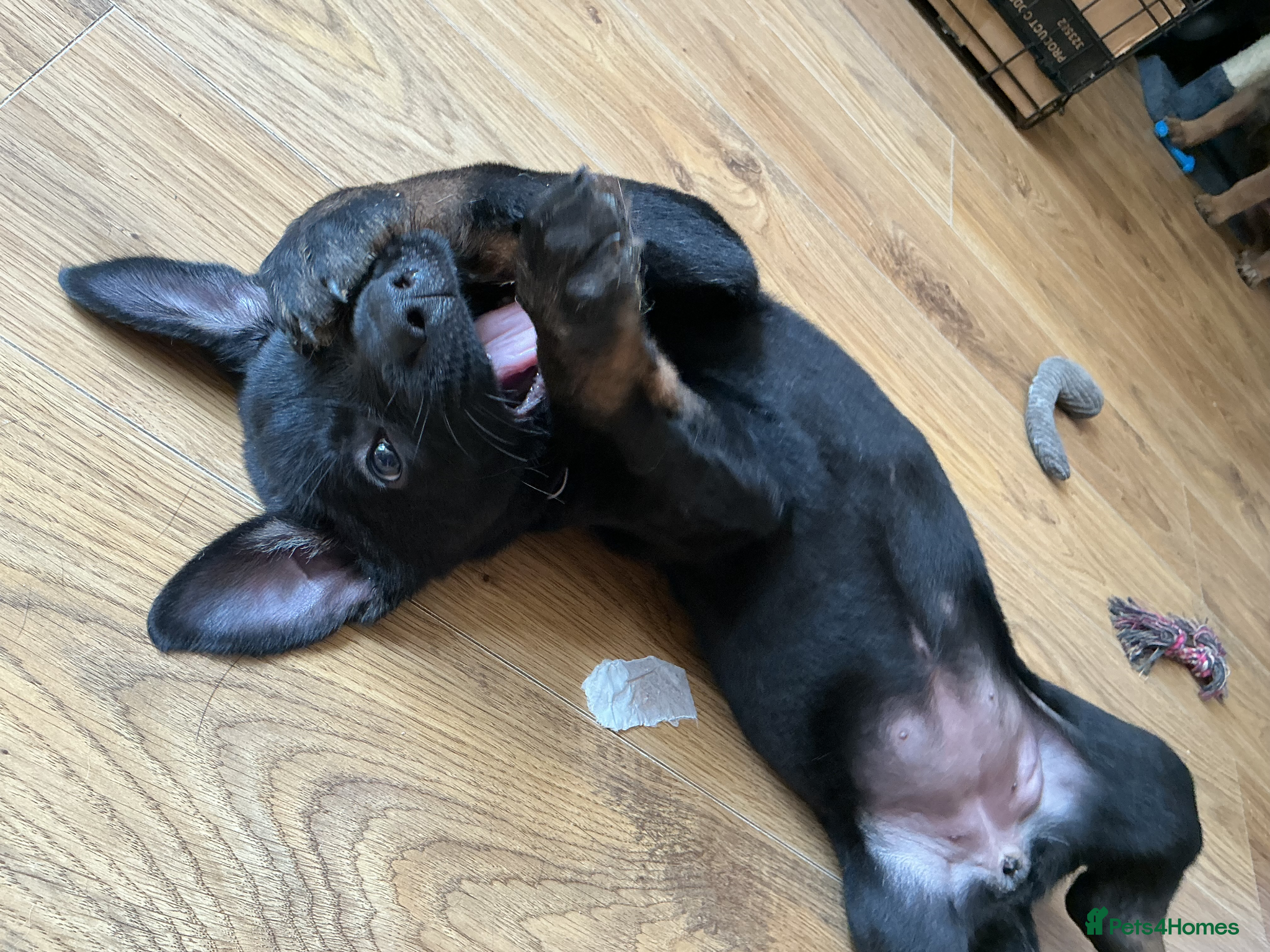Belgian Shepherd Dog dogs last Belgian shepherd beautiful girl READY TO GO - Advert 2