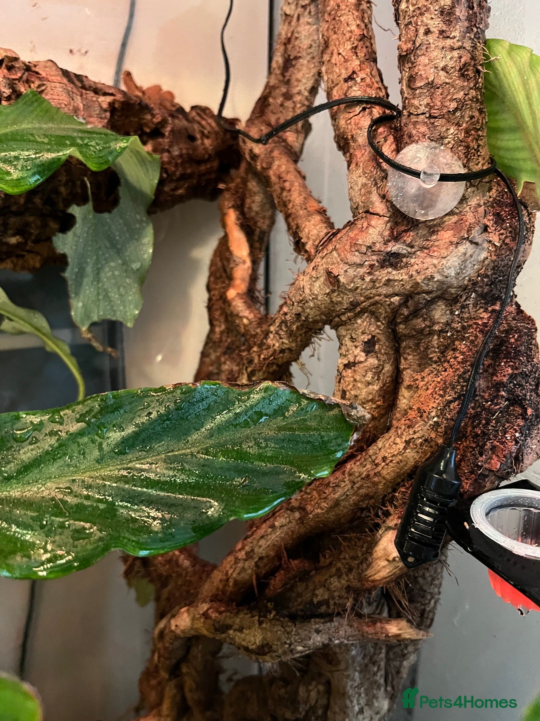 Gecko reptiles for sale: Male Crested Gecko and inclosure. - Image 6