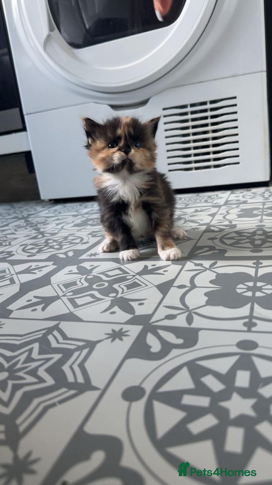 Maine Coon cats for sale: Beautiful Maine Coon cross kittens - Advert 11