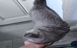 Mixed Breed cats for adoption: FREE rescue cats  looking for a new home  - Image 13