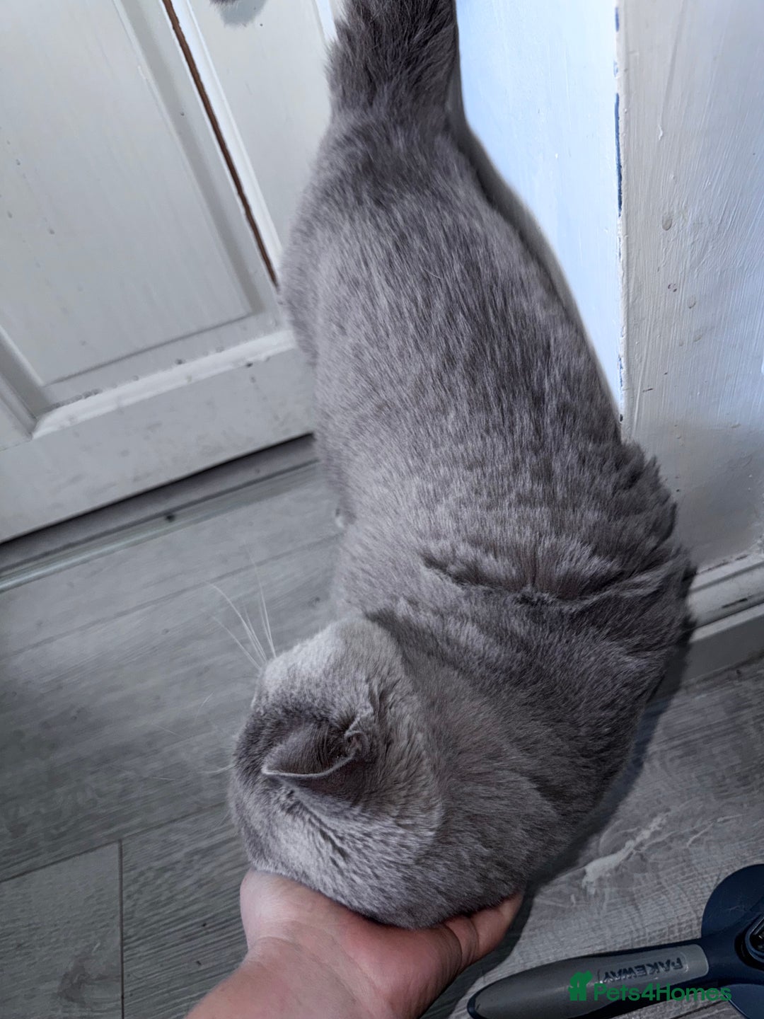 Mixed Breed cats for adoption: FREE rescue cats  looking for a new home  - Image 13