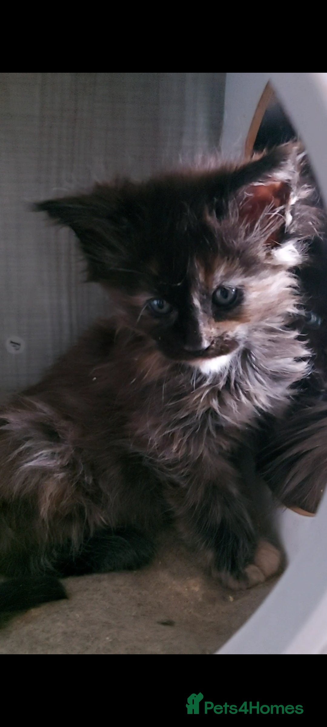 Maine Coon cats Maine coon kittens ready now - Advert 9