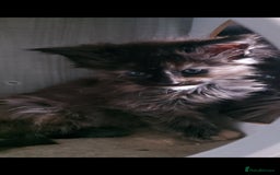 Maine Coon cats for sale: Maine coon kittens ready now - Image 8