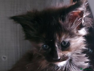 Maine Coon cats Maine coon kittens ready now - Advert 3