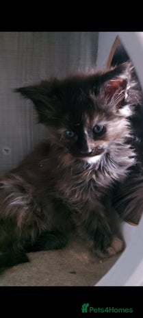 Maine Coon cats - Advert 14