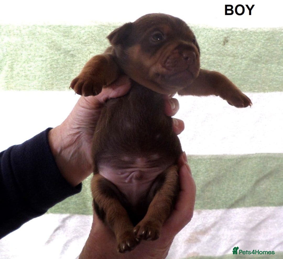 Jack Russell dogs for sale: Beautiful Muchwenlock Jack Russell puppies - Advert 28