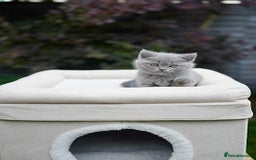 British Shorthair cats for sale: British Shorthair kittens  - Image 2