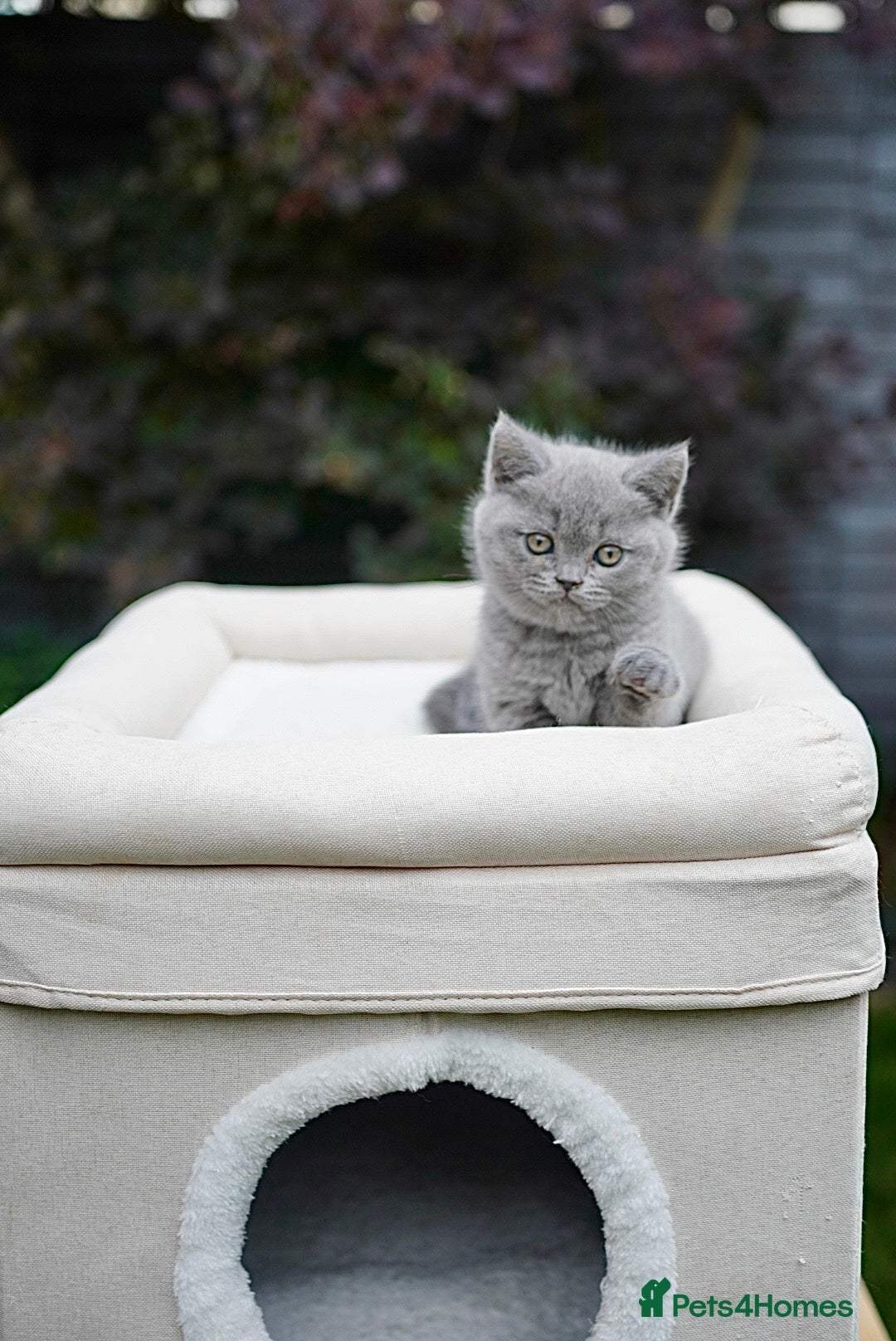 British Shorthair cats for sale: British Shorthair kittens  - Image 2