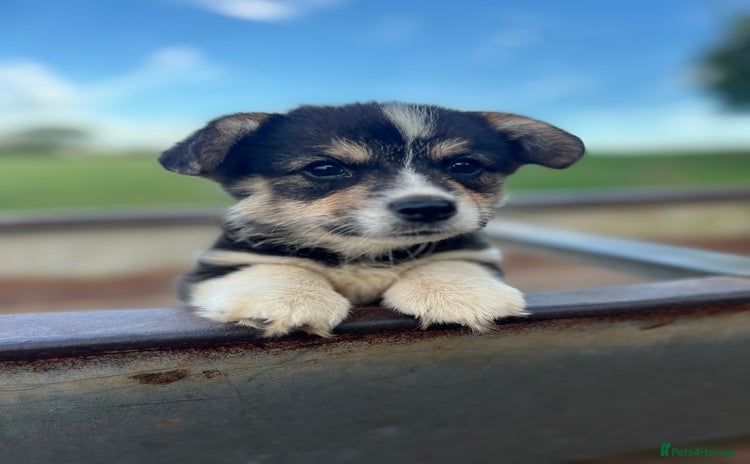 Welsh Corgi Pembroke dogs - Advert 4