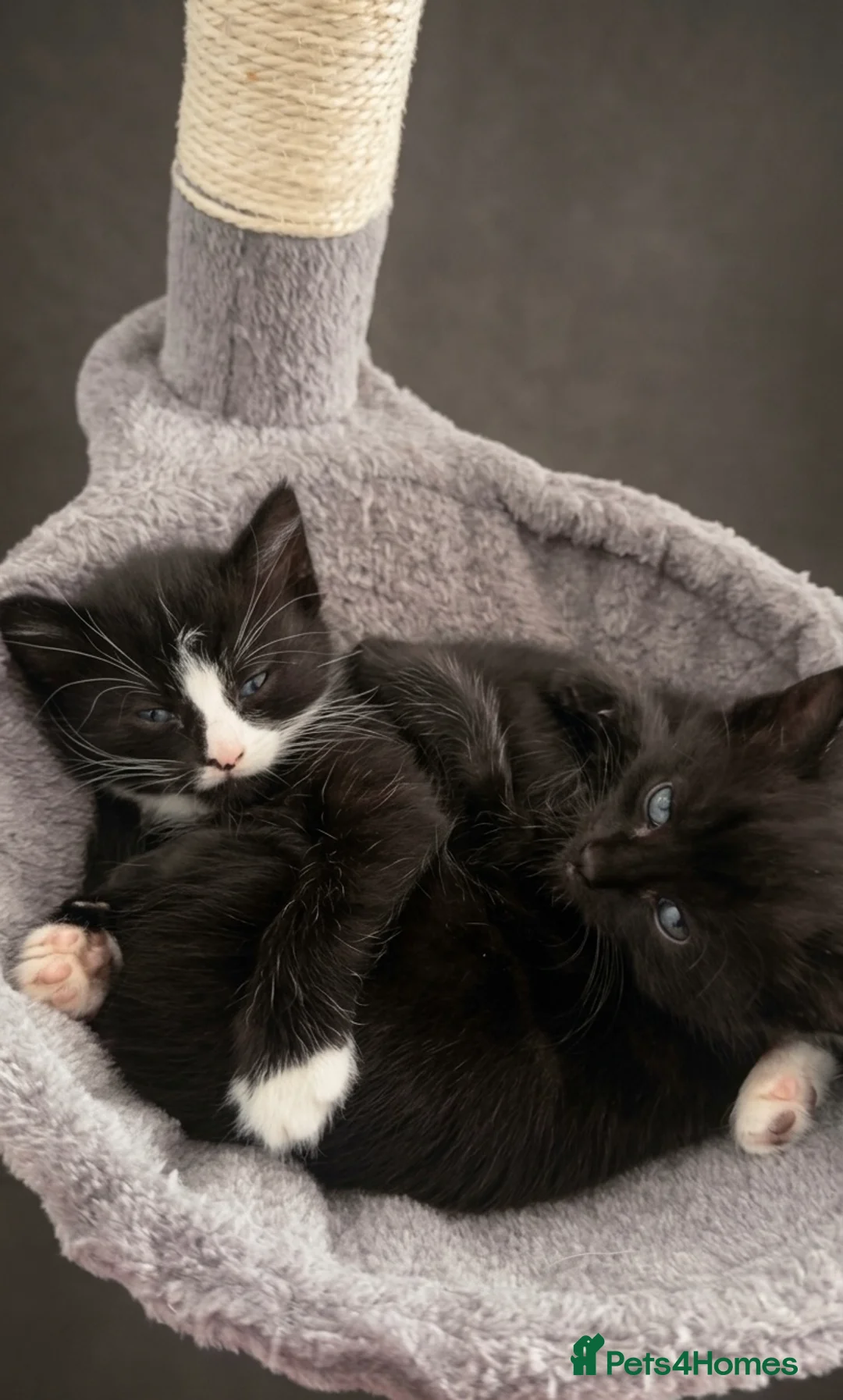 Mixed Breed cats for sale: Double Trouble! 😸😸 - Advert 2