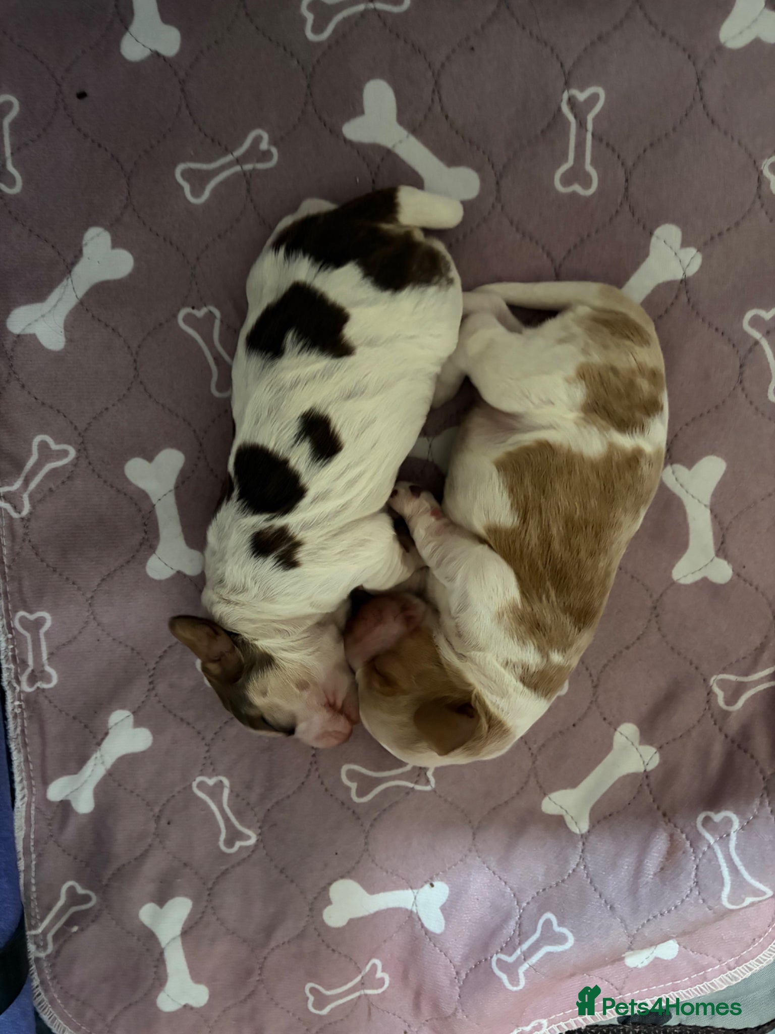 Cocker Spaniel dogs for sale: Lexies little litter  - Advert 11