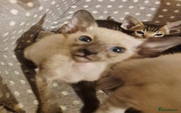Oriental cats for sale: 2 Oriental boys left ( sold ) - Image 3