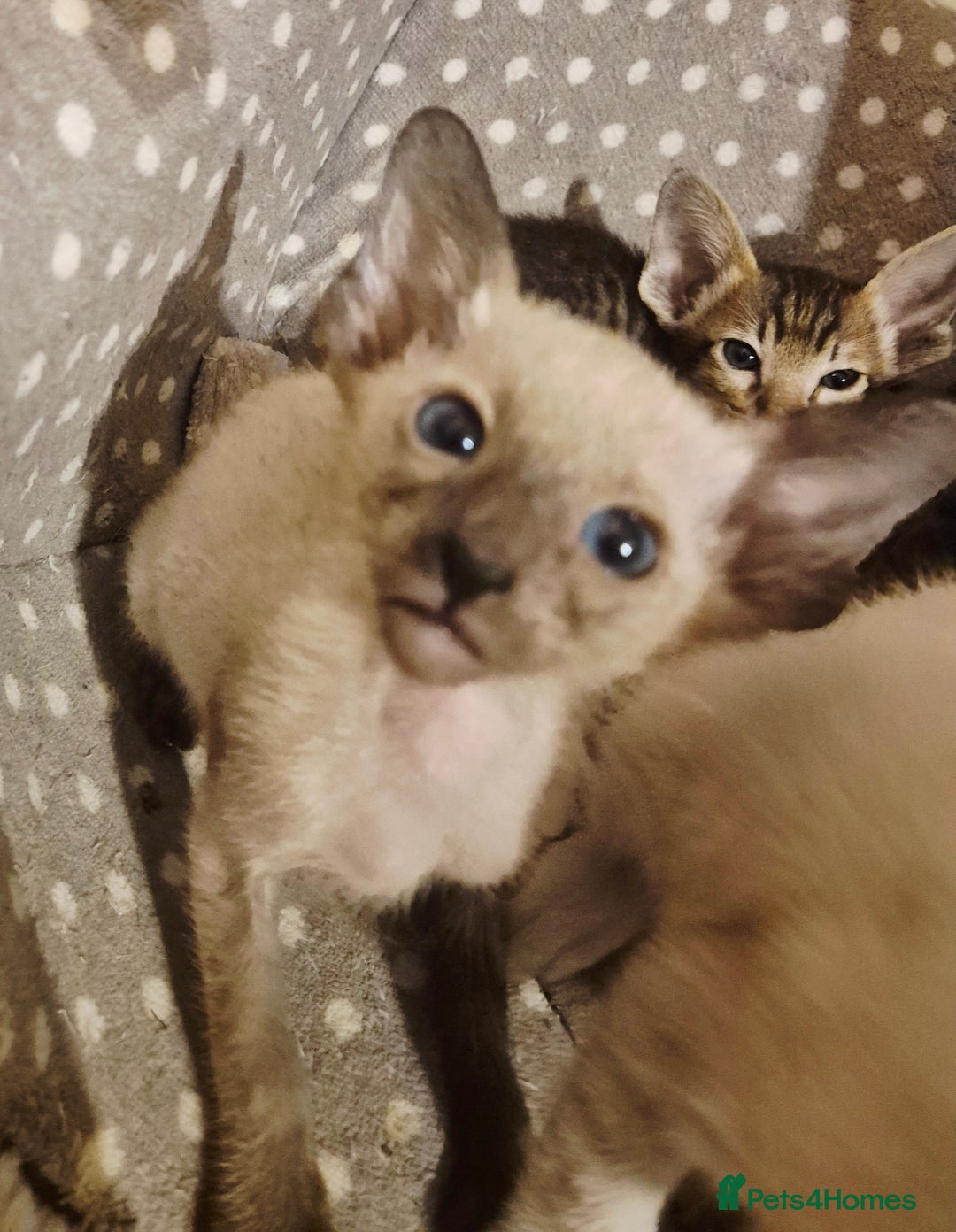 Oriental cats for sale: 2 Oriental boys left ( sold ) - Image 3