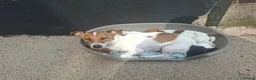 Jack Russell dogs for sale: Jack Russell pups for sale  in Bury - Advert 2