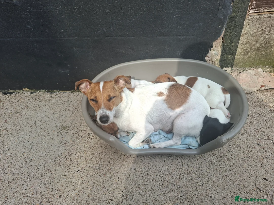 Jack Russell dogs for sale: Jack Russell pups for sale  in Bury - Advert 2