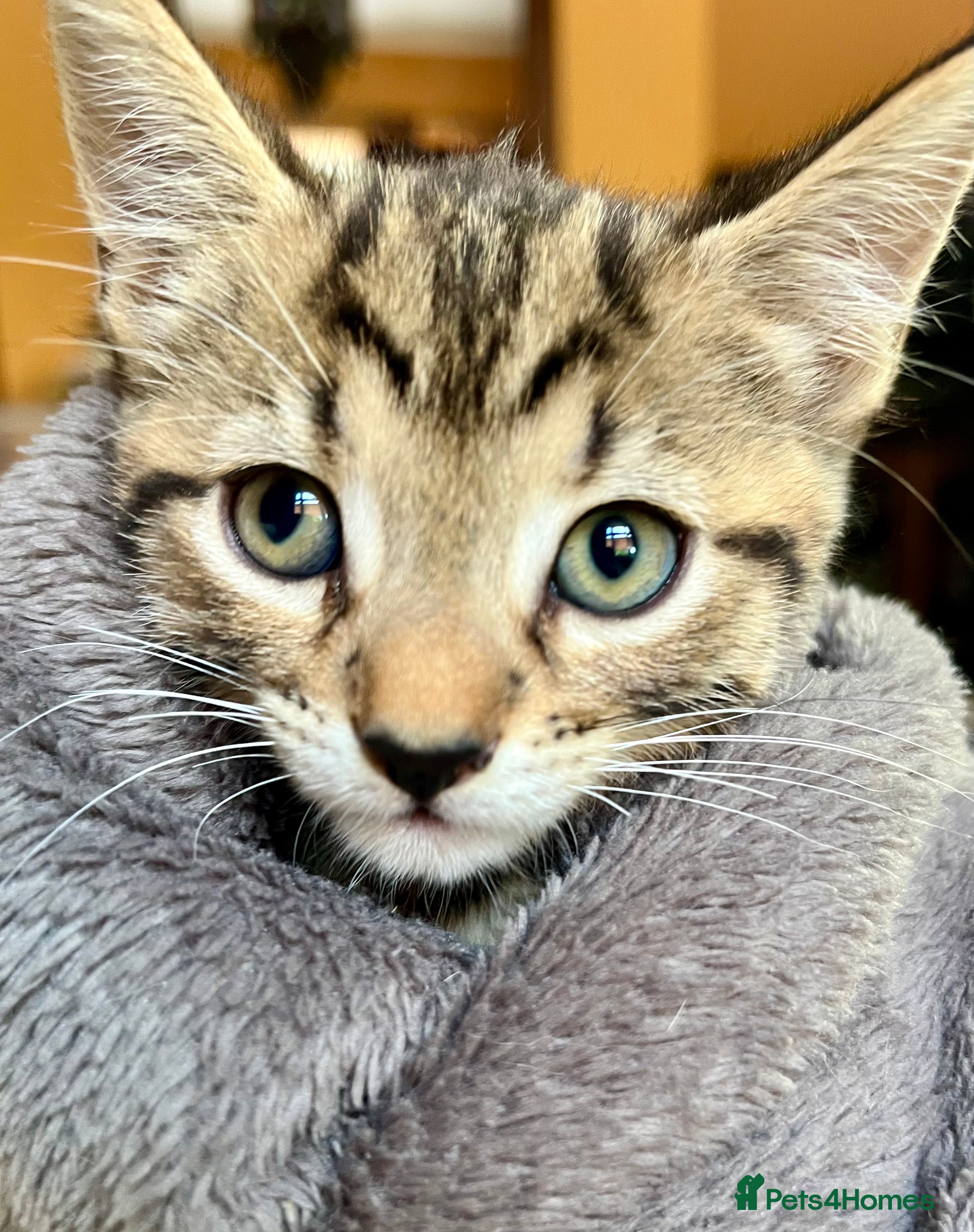 Bengal cats Bengal X Kittens With Famous Siblings!  - Advert 2