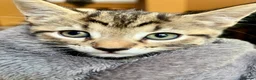 Bengal cats for sale: Stunning Bengal X With Beautiful Markings - Advert 21