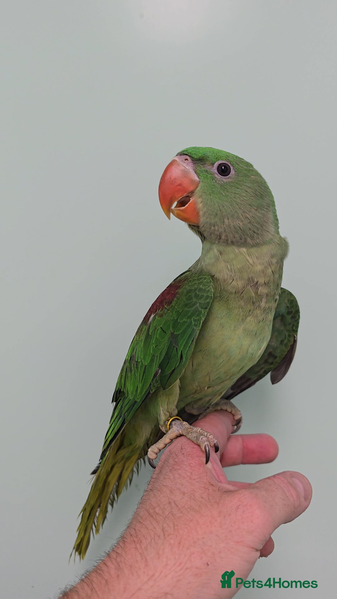 Ringnecks birds for sale: Lovely Handreared Ringnecks, Alexandrines, Conures - Image 10