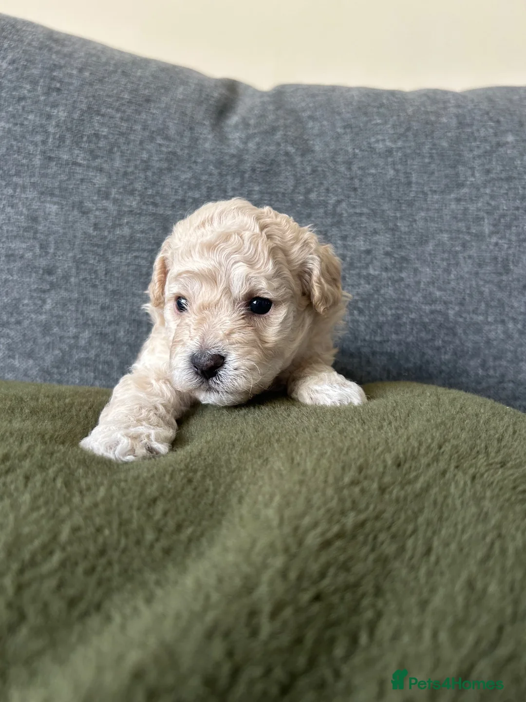 Cockapoo dogs for sale: 3 Stunning Cockapoos - Advert 13