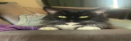 Maine Coon cats for sale: Tuxedo Maine coon kittens  - Advert 9