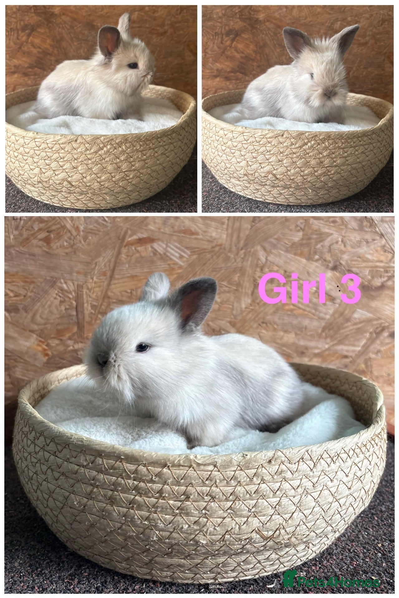 Mini Lion Lop rabbits Mini lion lops ready to go - Advert 1