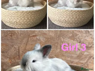 Mini Lion Lop rabbits Mini lion lops ready to go - Advert 1