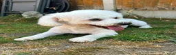 Bichon Frise dogs for stud: STUD KC Registered Bichon Frise Stud - Advert 4
