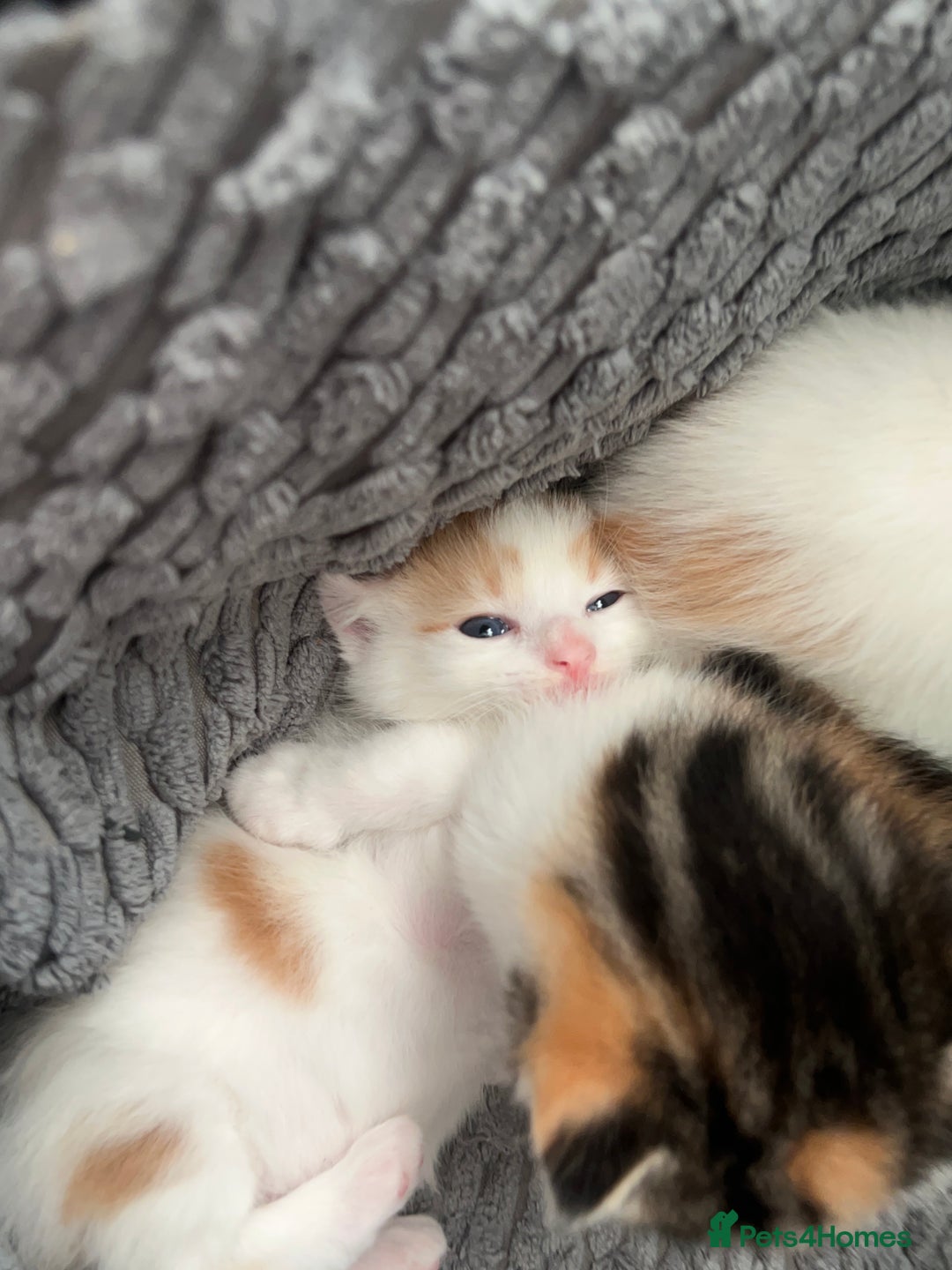 Mixed Breed cats for sale: Mixed breed kittens loving for their forever home - Advert 6
