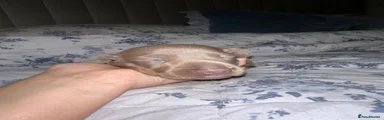 Dachshund 3