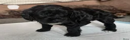 Mixed Breed dogs for sale: Cockapoo x shih Tzu Puppies  - Advert 6