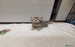 Bengal cats for sale: Beautiful 1/2 bengal kittens - Image 21