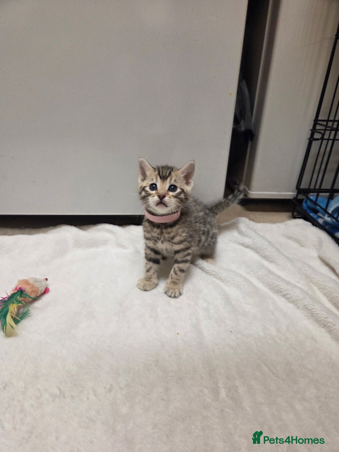 Bengal cats for sale: Beautiful 1/2 bengal kittens - Image 21