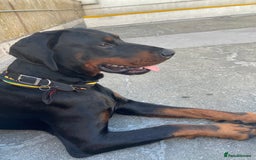 Dobermann dogs for sale: Caine - Image 3