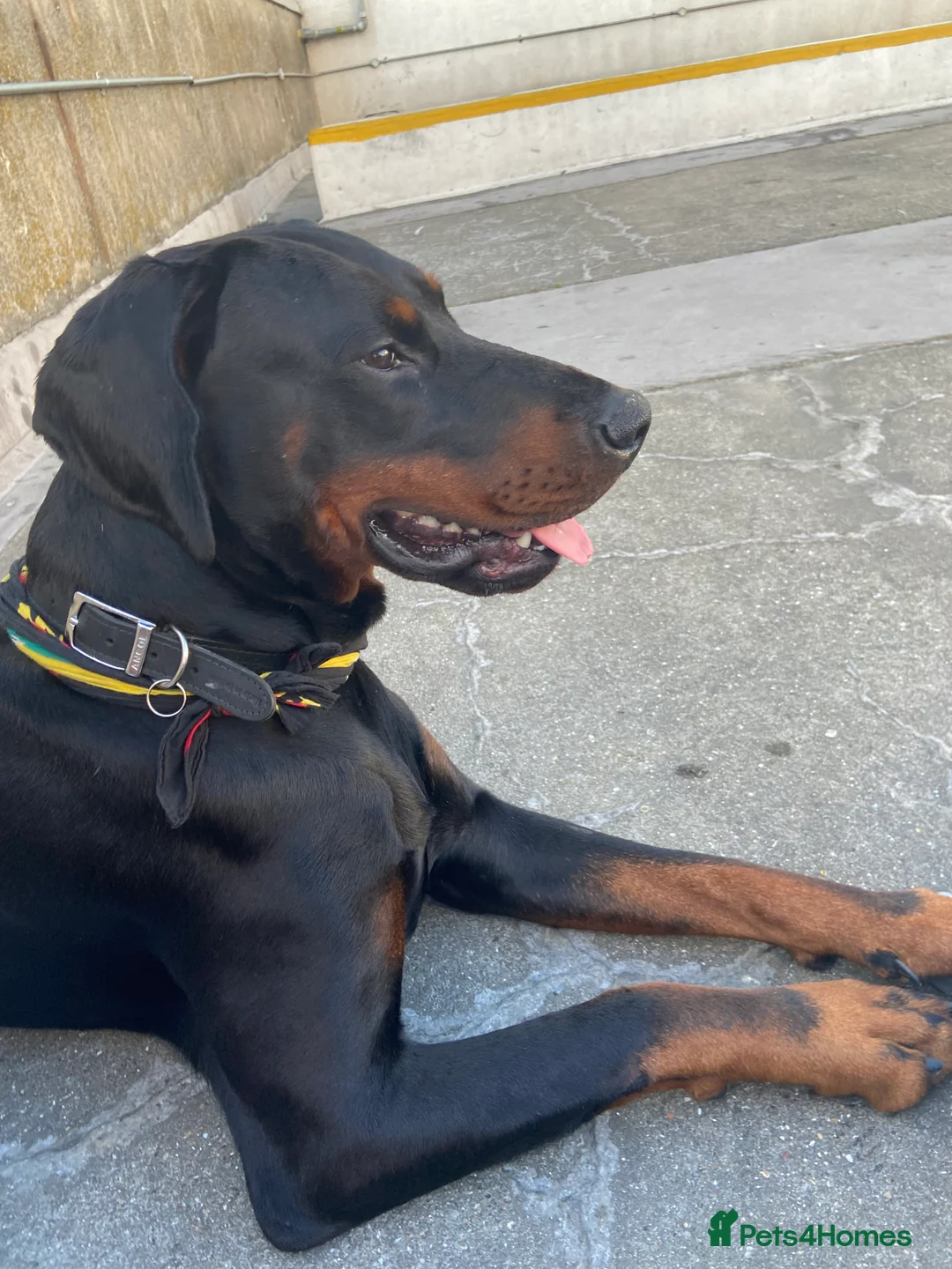 Dobermann dogs for sale: Caine - Advert 3