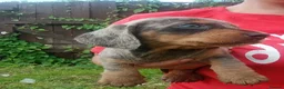 Miniature Dachshund dogs for sale: True Miniature dachshund last boy last girl  - Advert 8