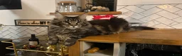 Ragcoon cats for sale: Beautiful Ragcoon kittens 🐱  - Advert 28
