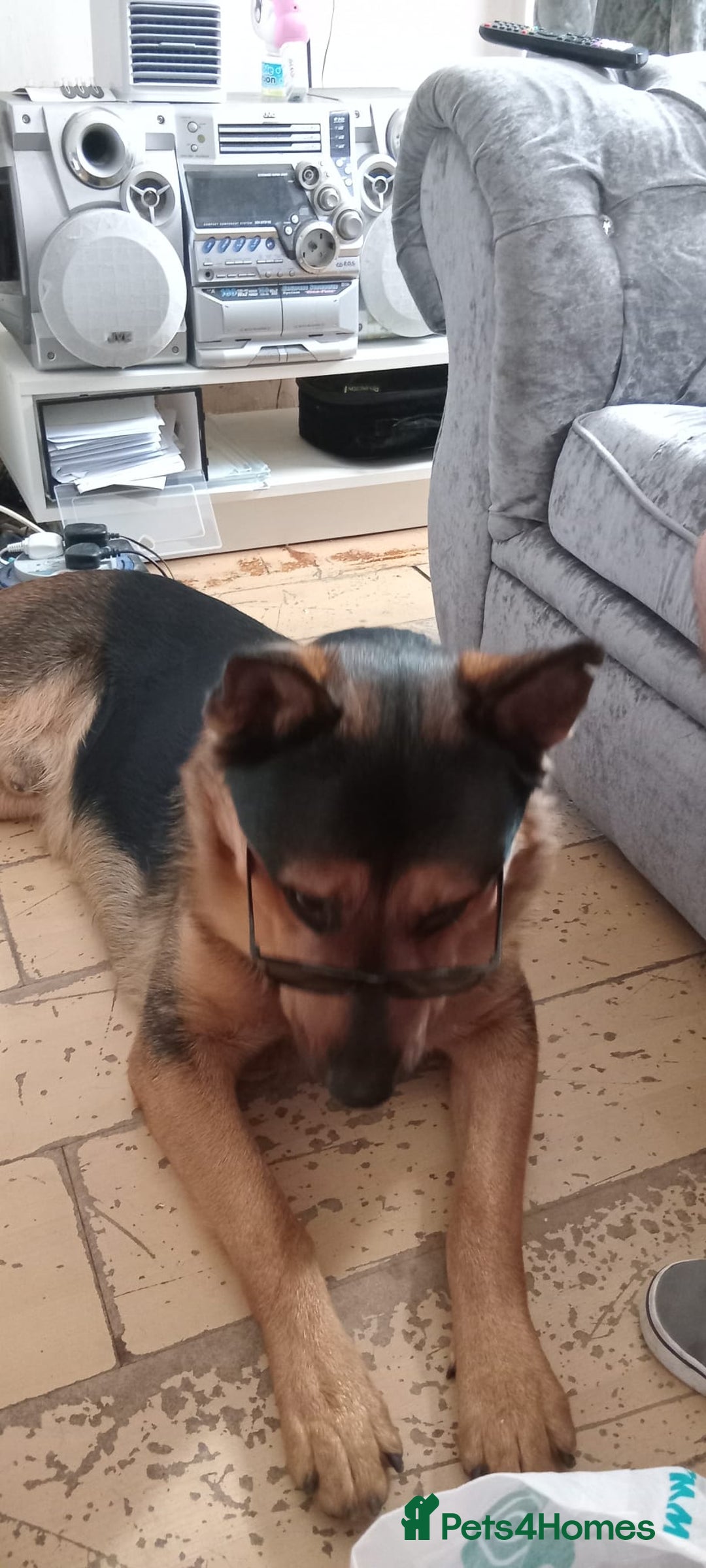 Mixed Breed dogs for sale: Kobe  - Advert 1