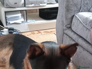 Mixed Breed dogs Kobe - Advert 7