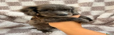 Cocker Spaniel 4