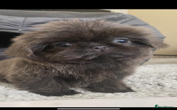 Shih Tzu dogs for sale: Shih tzu furbabies  - Image 9