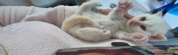 British Shorthair cats for sale: That's my house pets kids  - Advert 20