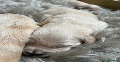 Golden Retriever dogs - Advert 15