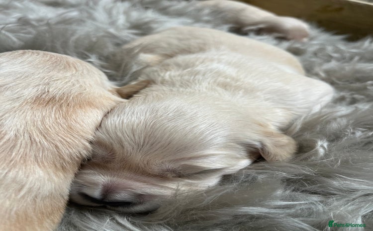 Golden Retriever dogs - Advert 1