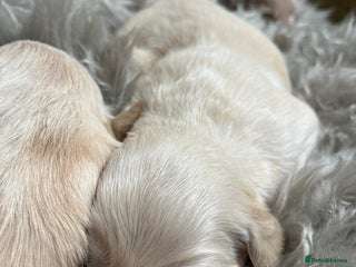 Golden Retriever dogs - Advert 1