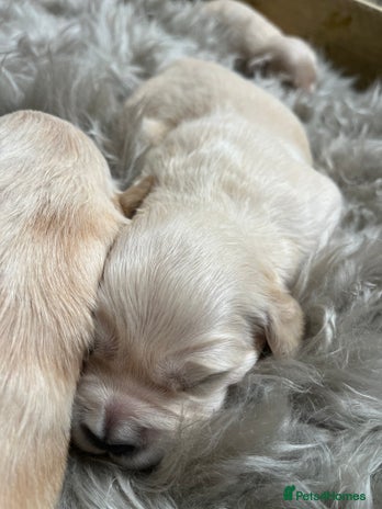 Golden Retriever dogs - Advert 1