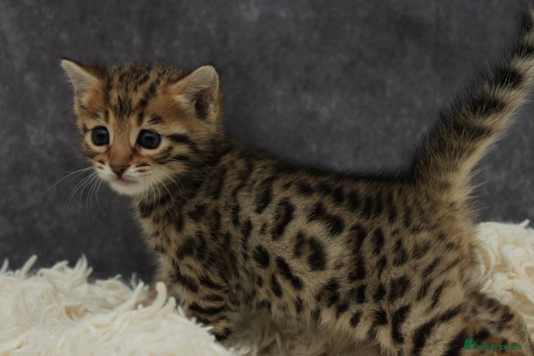 Bengal cats for sale: 🔥Beautiful little bengal girl for reservation🔥 - Image 6