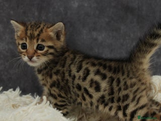 Bengal cats 🔥Beautiful little bengal girl for reservation🔥 - Advert 4