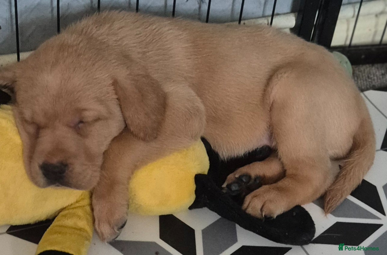 Labrador Retriever dogs Pedigree fox red labrador puppies FTC bloodlines. - Advert 1