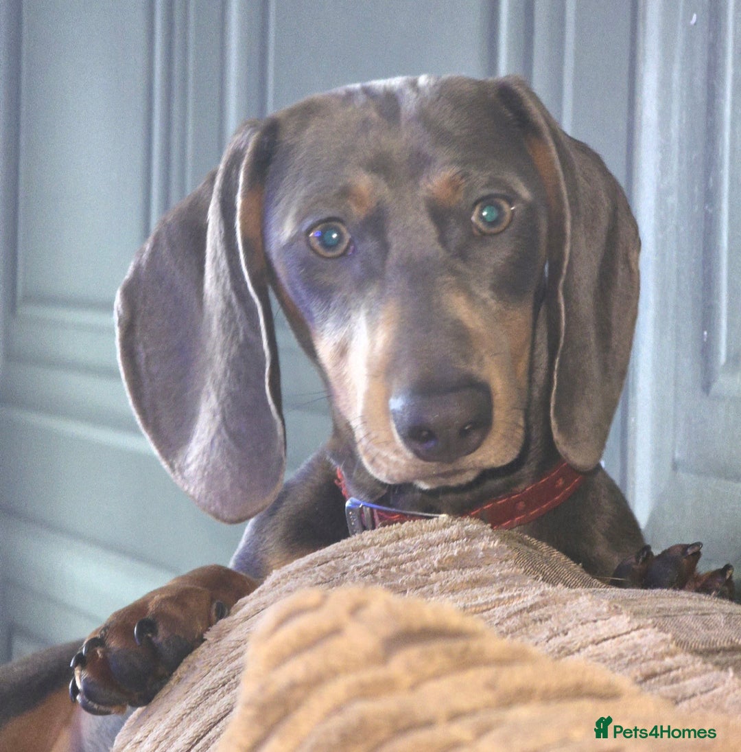 Miniature Dachshund dogs for sale: 2 mini Dachsunds  - Advert 4